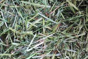 dried-grass