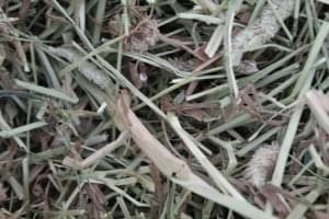 feeding-rabbits-good-quality-feeding-hay