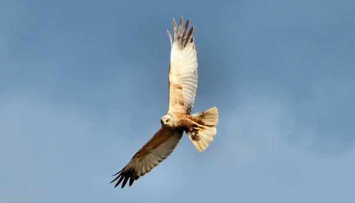 a-goshawk-in-flight
