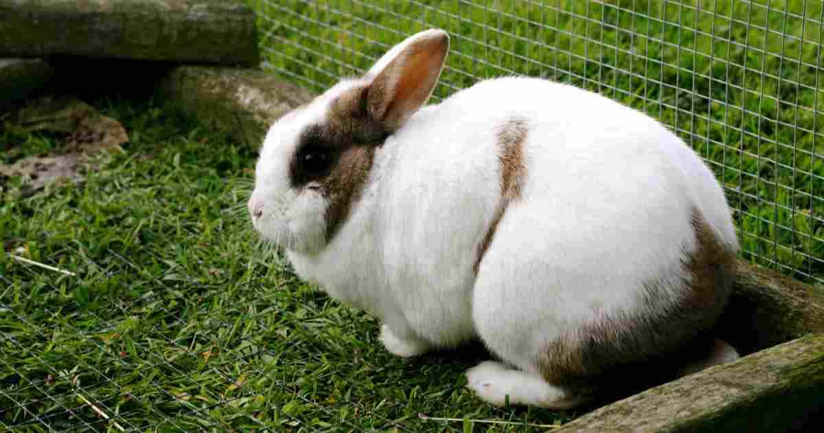 featured-image-keeping- rabbits-outside