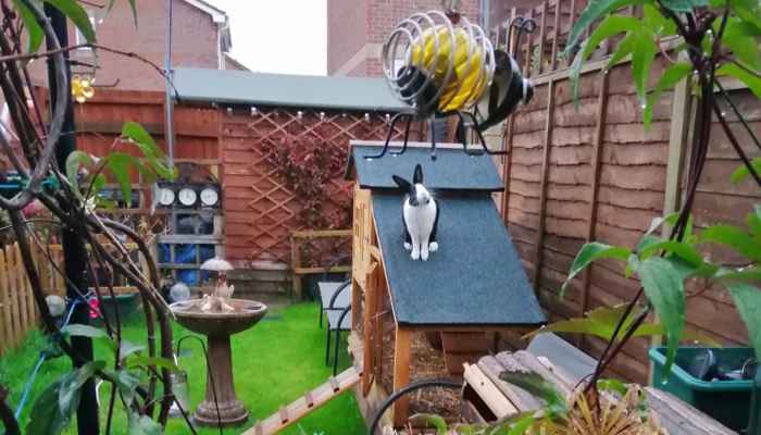 free-roaming-rabbit-babe- on-the-rabbit-hutch-roof