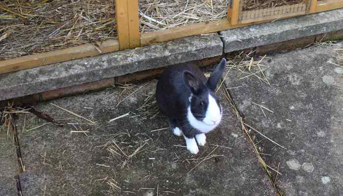 Bunny-rabbit-bob-on-the-garden-patio-after-being-feed-by- the-vet