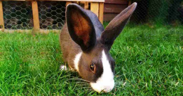 new-pet-rabbit-bob