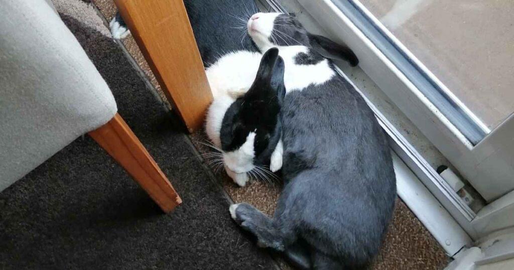 featured-image-dutch-rabbit-slave