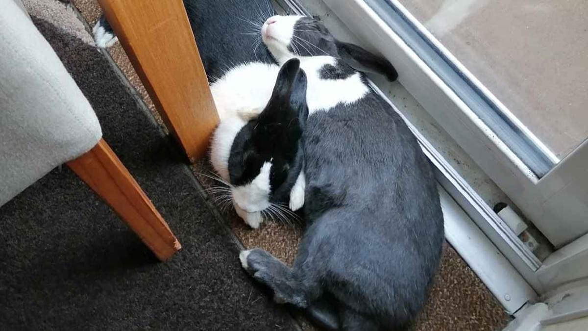 featured-image-dutch-rabbit-slave