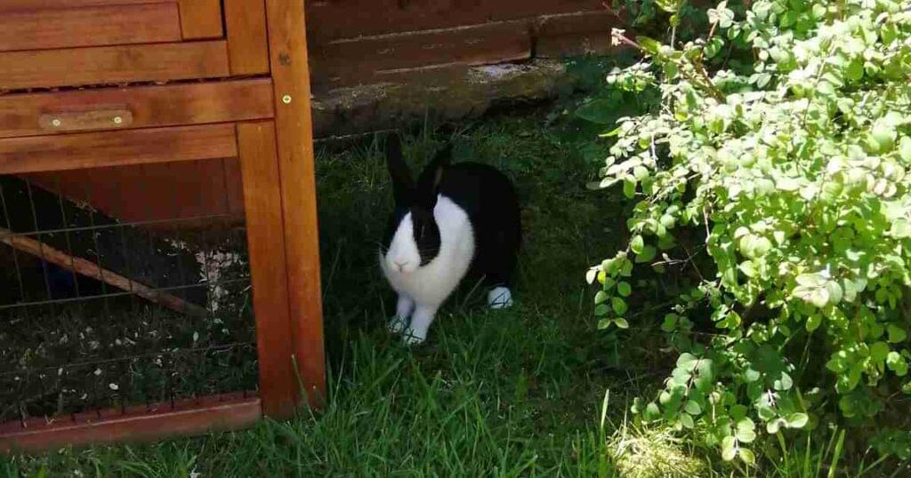 featured-image-neutering-rabbits-babe