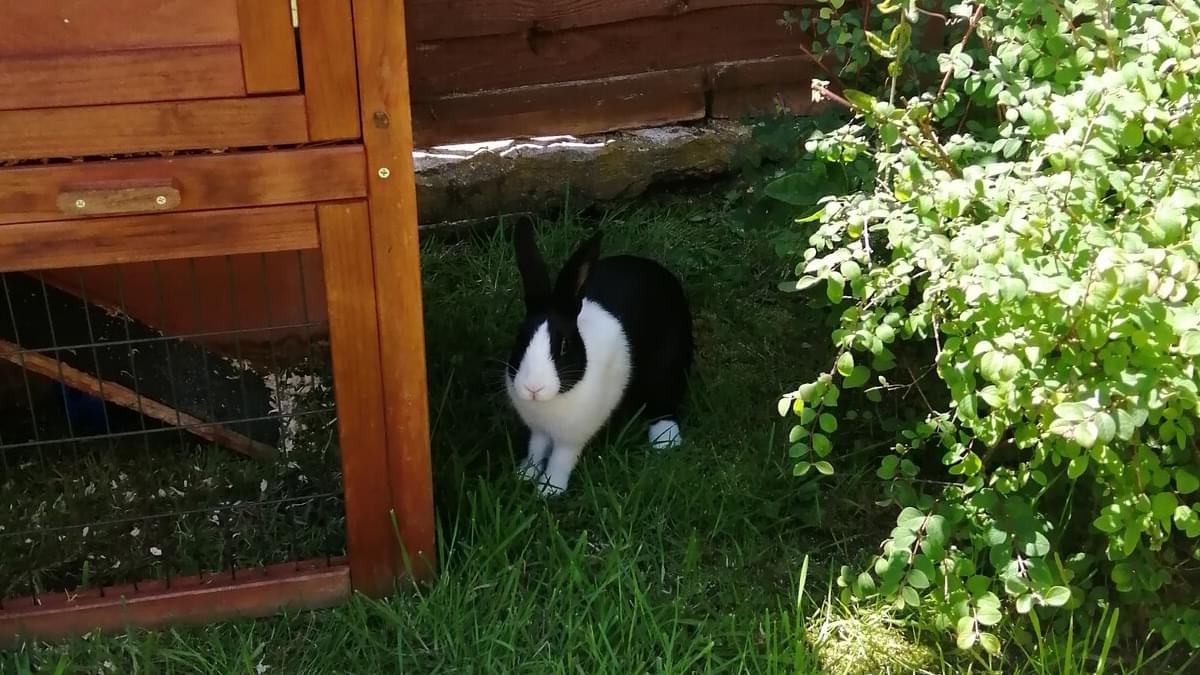 featured-image-neutering-rabbits-babe