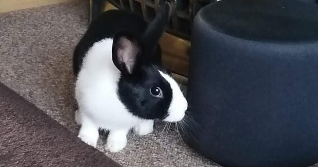featured-image-new-pet-rabbit