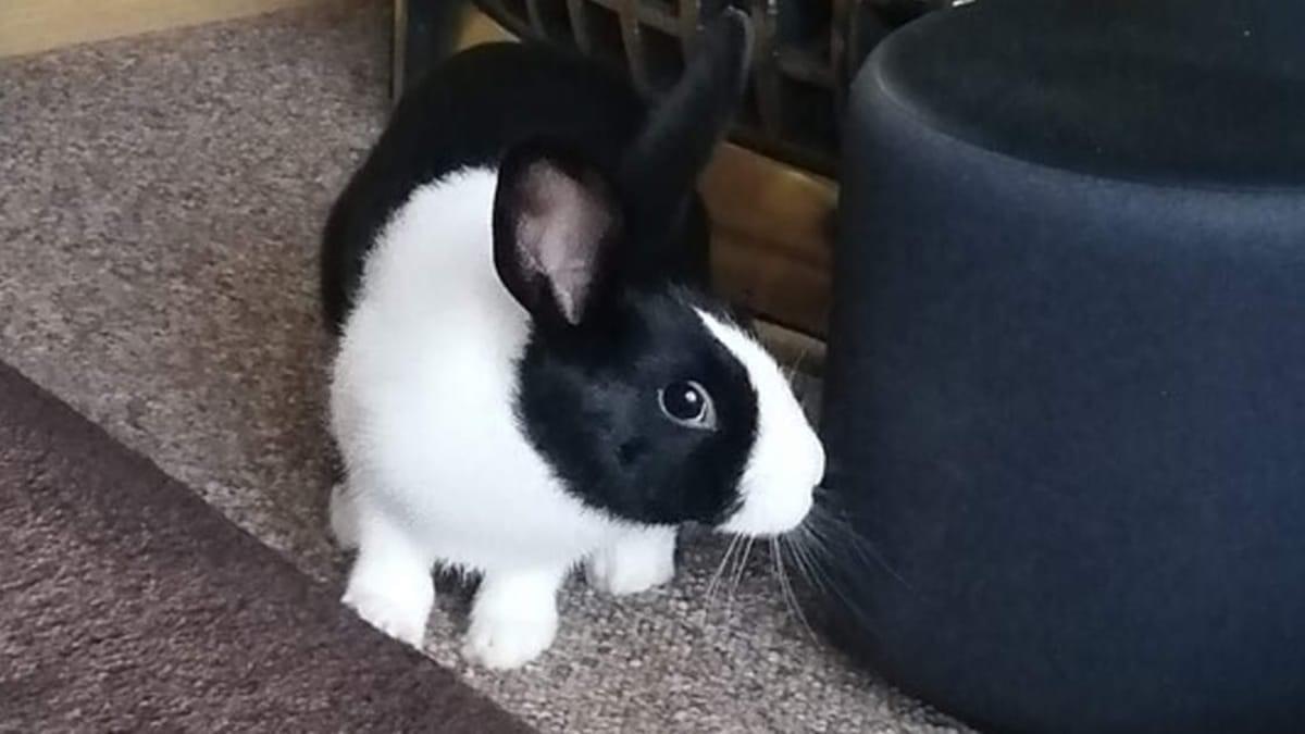 featured-image-new-pet-rabbit