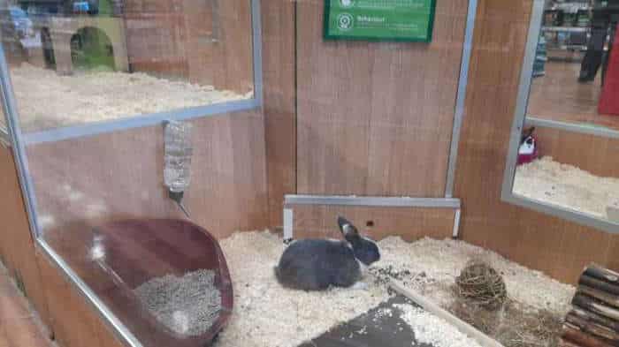 new-pet-rabbit-glass-pens-in-the-pet-shop