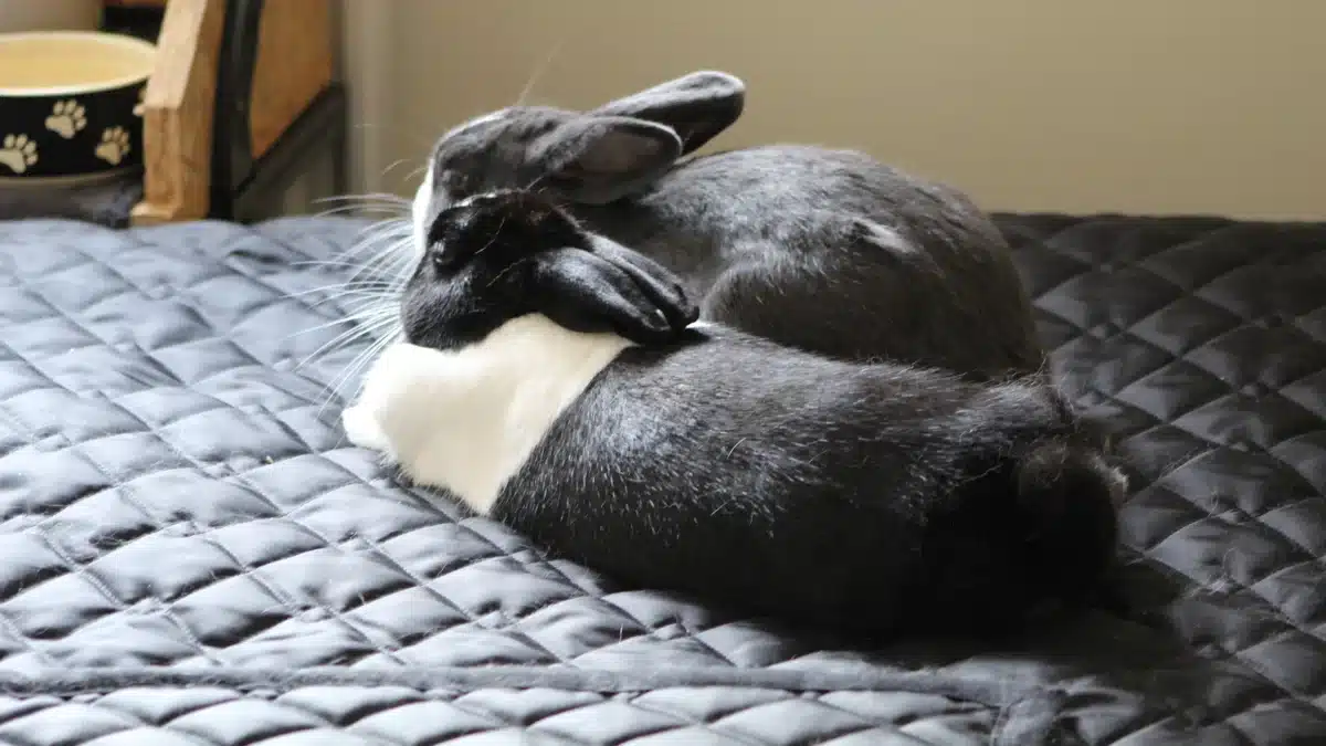 featured-image-indoor-rabbit-care