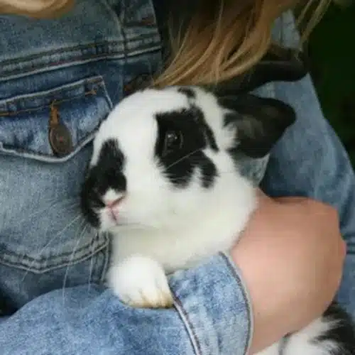 rabbit-care-a-long-term-commitment-a-black-and-white-rabbit-in-the-arms-of-a-young-girl